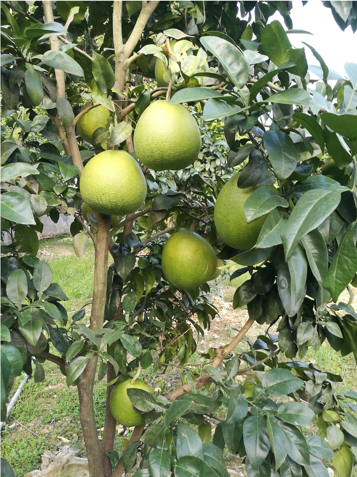 汉有马家柚树苗种植基地